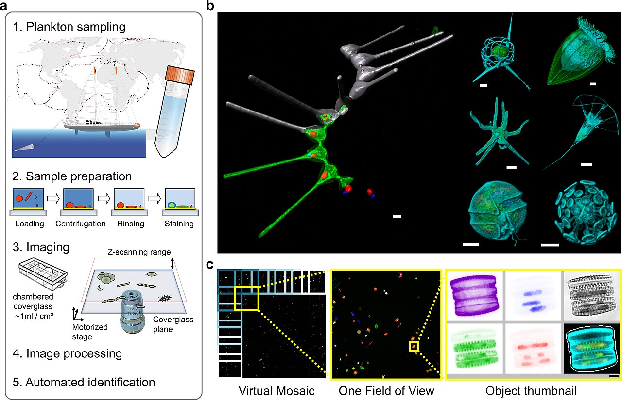 Diatomáceas e outros microrganismos do plâncton vistos ao microscópio, com fluorescência colorida.